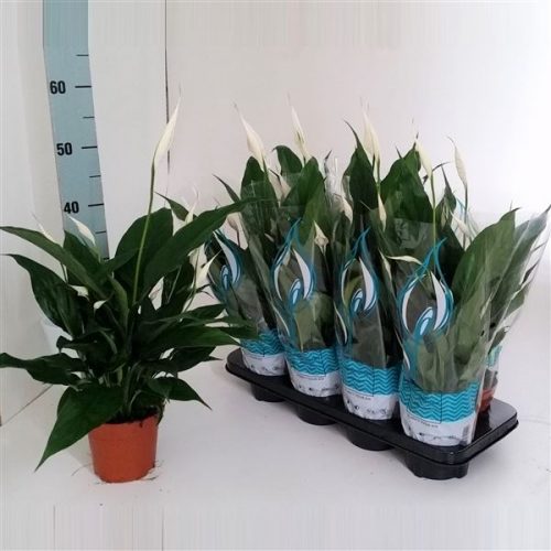 Spathiphyllum sweet chico