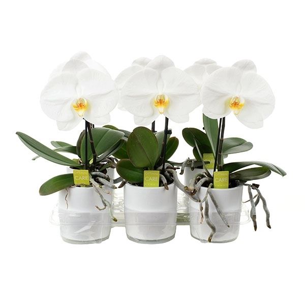 Phalaenopsis singolo wit sinblaw 1 Phalaenopsis singolo wit sinblaw