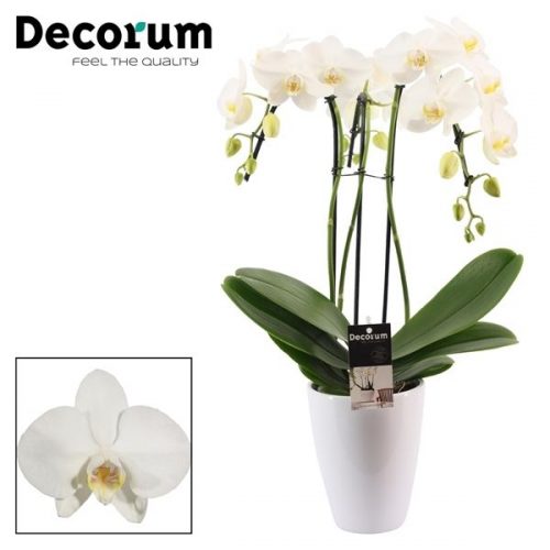 Phalaenopsis wit umbrella puwdpc