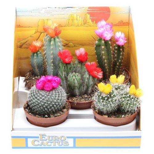 Cactus mix strobloem in showdoos 10006