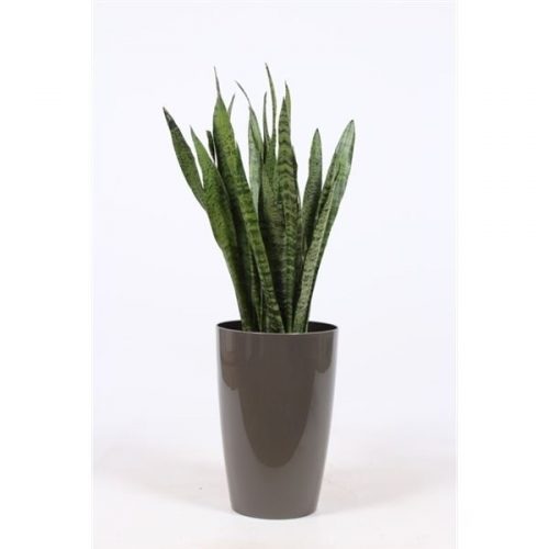 Sansevieria zeylanica in santorini