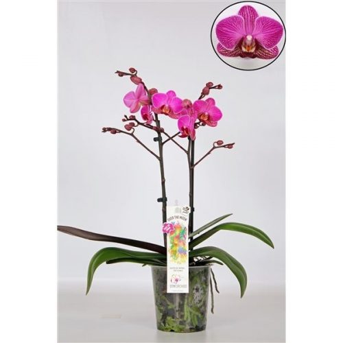 Phalaenopsis multiflora paars