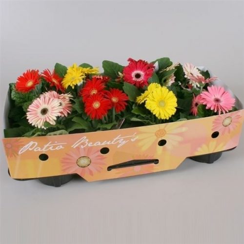 Gerbera mix patio beauty