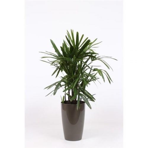 Rhapis excelsa rhexk29t