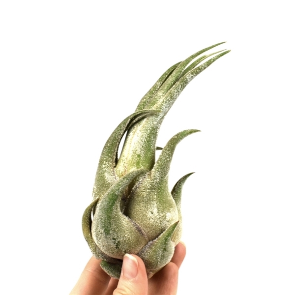 Tillandsia seleriana 1 Tillandsia seleriana