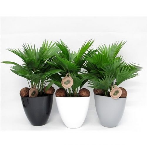 Livistonia rotundifolia