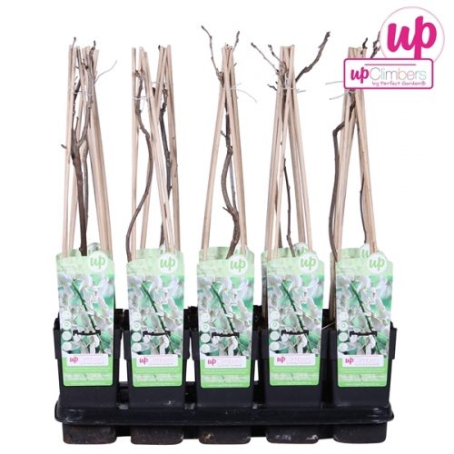 Wisteria floribunda alba