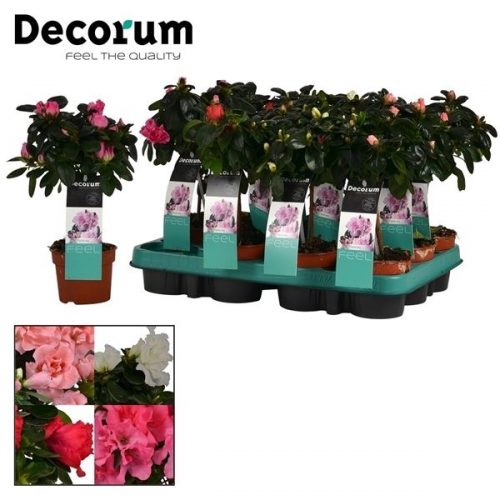Rhododendron simsii mix