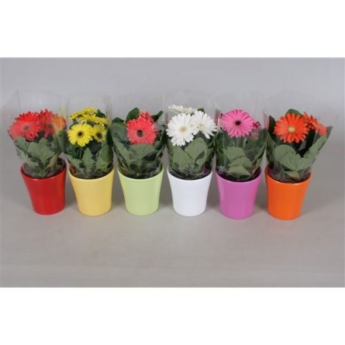 Gerbera mix