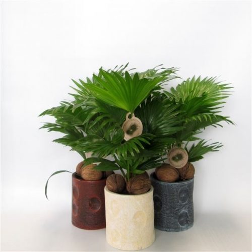 Livistona rotundifolia