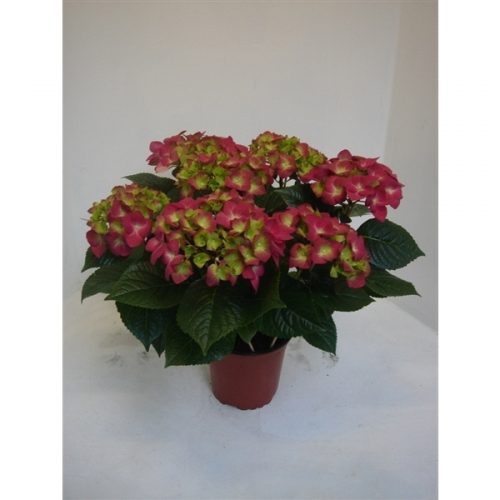 Hydrangea macr. rood