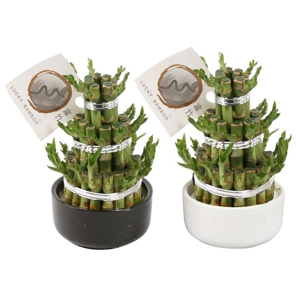 Dracaena lucky bamboo 1 Dracaena lucky bamboo