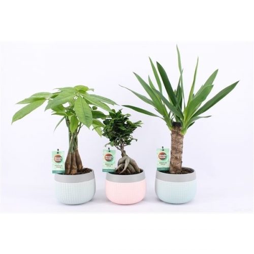 Kamerplanten jungle mix