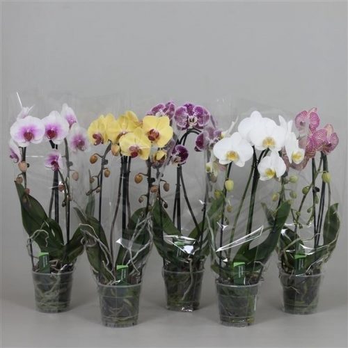 Phalaenopsis cascade mix