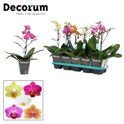 Phalaenopsis multiflora mix
