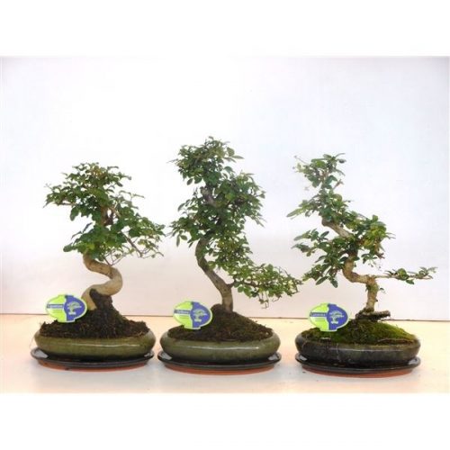 Bonsai mix 24 cm shape + plate
