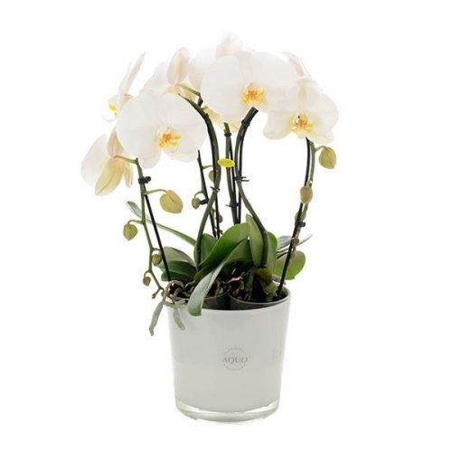 Phalaenopsis wit fontano crown