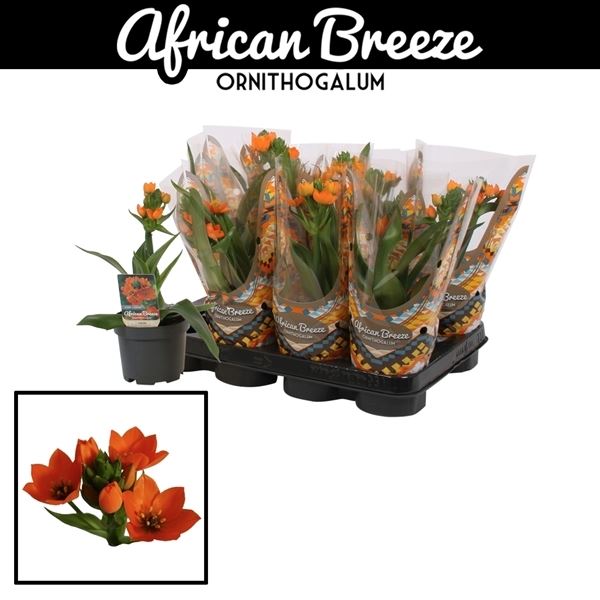 Ornithogalum dubium oranje 1 Ornithogalum dubium oranje
