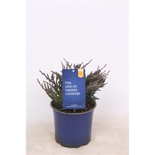 Juniperus horizontalis blue chip