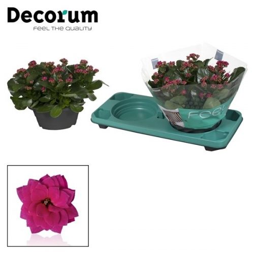 Kalanchoe calandiva paars
