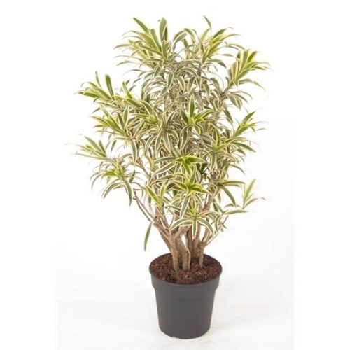 Dracaena reflexa song of india
