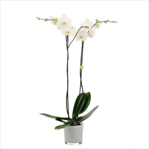 Phalaenopsis bijoux diamond dmelk