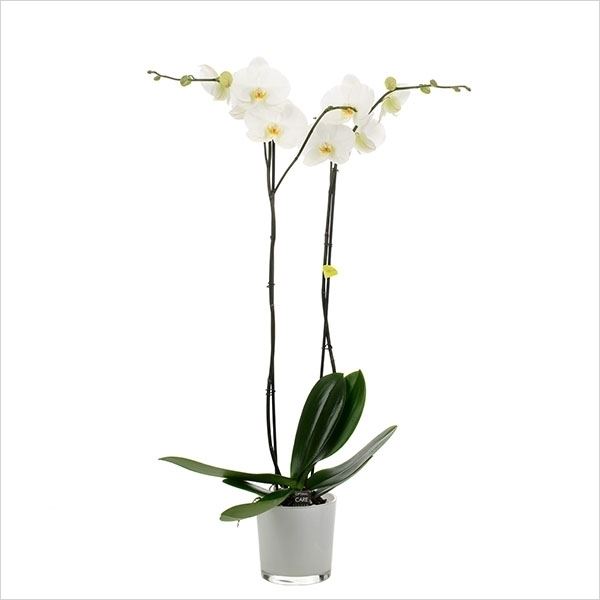 Phalaenopsis bijoux diamond dmelk 1 Phalaenopsis bijoux diamond dmelk