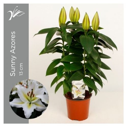 Lilium oriental sunny azores