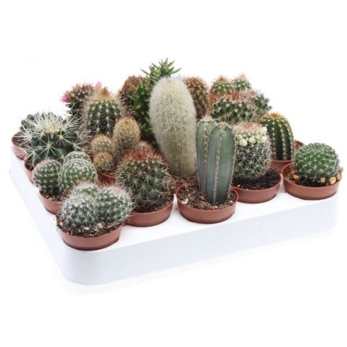 Cactus mix ca5001