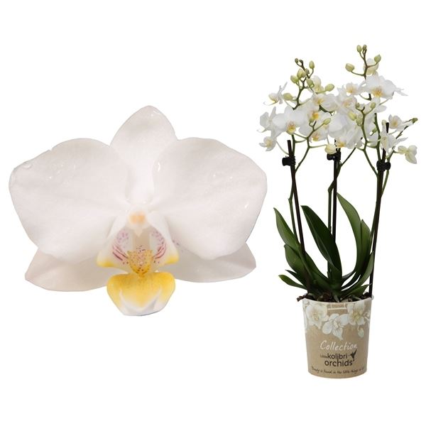 Phalaenopsis multiflora kolibri samoa 13000sam 1 Phalaenopsis multiflora kolibri samoa 13000sam