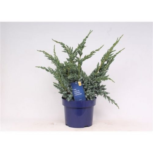Juniperus meyeri
