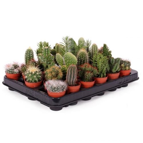 Cactus mix ca30