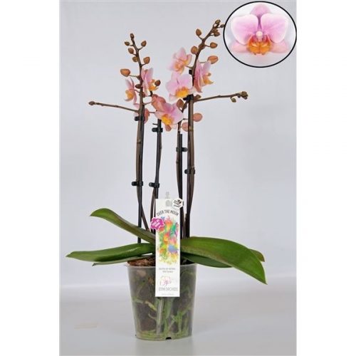 Phalaenopsis multiflora roze