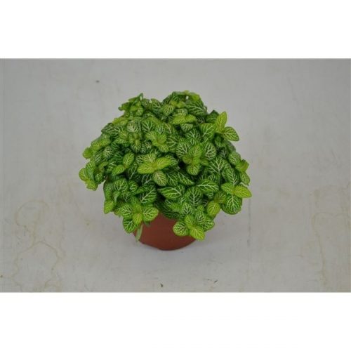 Fittonia joly lemon