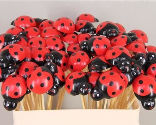 Stick ladybug - Stick ladybug