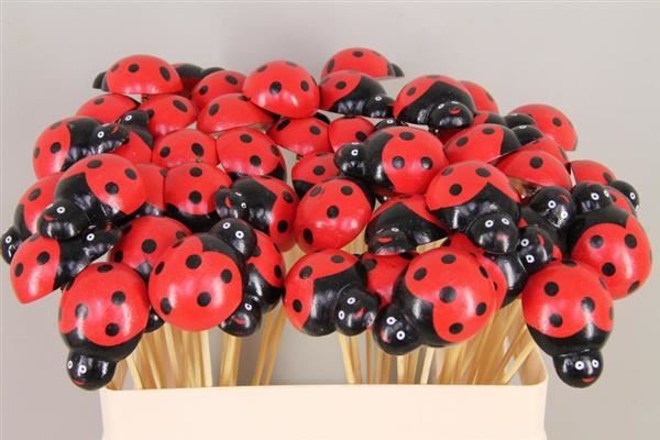 Stick ladybug - Stick ladybug 1 Stick ladybug - Stick ladybug