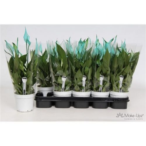 Spathiphyllum bellini