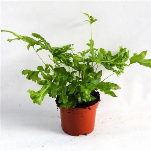 Pteris mayi