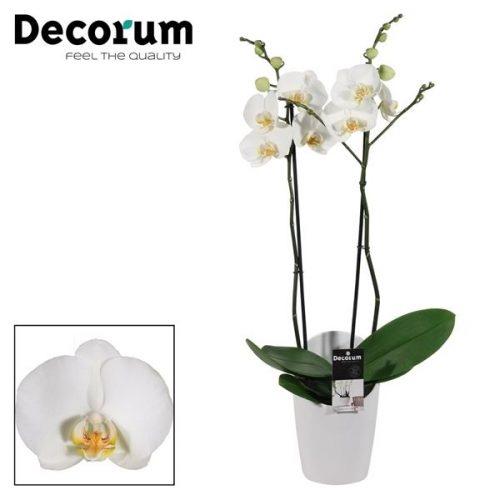 Phalaenopsis wit p2twdpm	 2 tak in miami wit	-	6	-	Adet