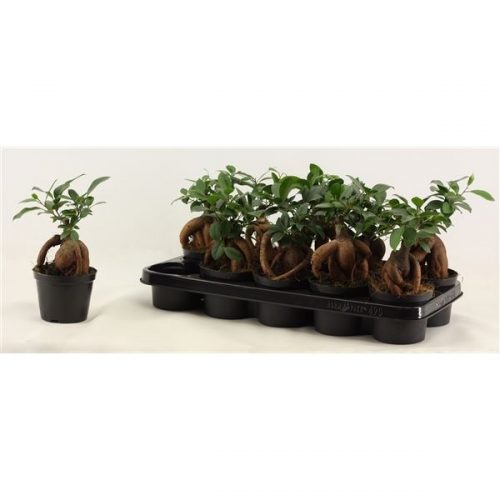 Ficus microcarpa ginseng