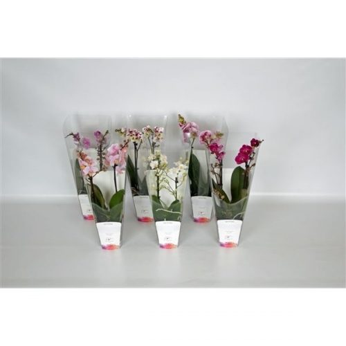Phalaenopsis multiflora mix pkm12000002