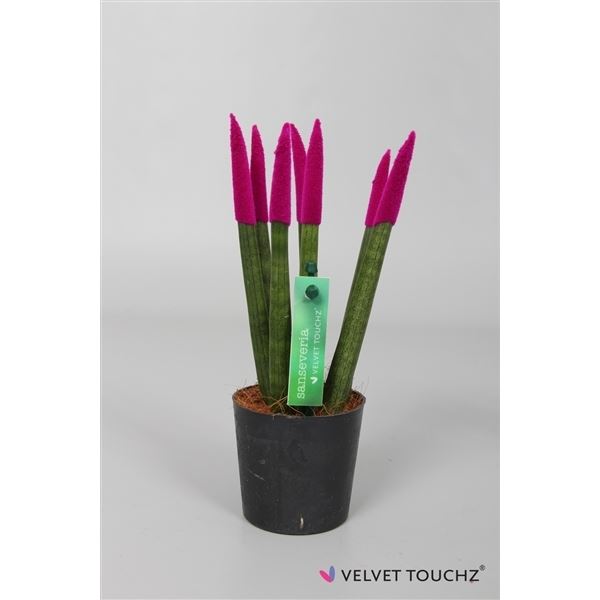 Sansevieria cylindrica spaghetti velvet svt06zk08 1 Sansevieria cylindrica spaghetti velvet svt06zk08