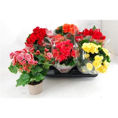 Begonia elatior du. mix