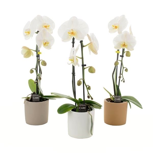 Phalaenopsis wit cascade cas9rm