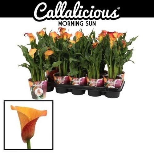 Zantedeschia morning sun