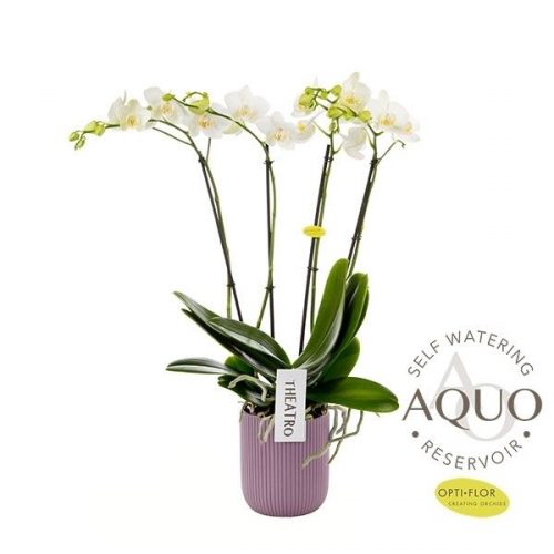 Phalaenopsis theatro no.12