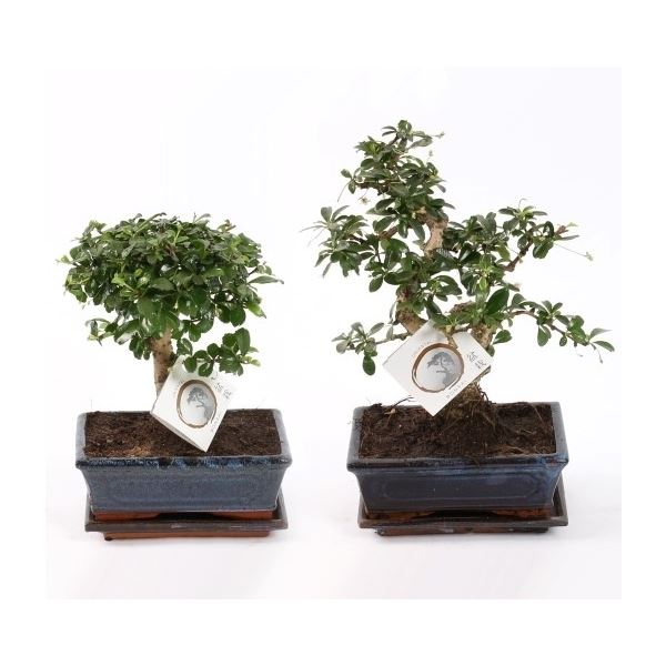 Bonsai carmona retusa