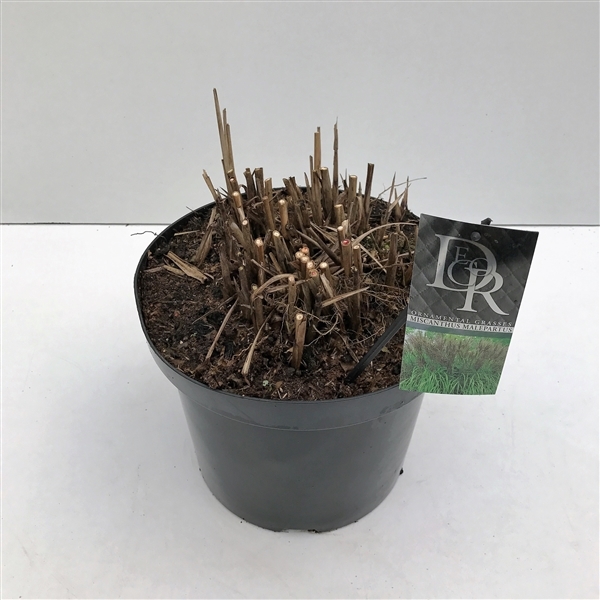Miscanthus sinensis malepartus