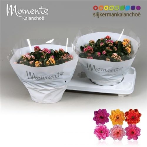 Kalanchoe calandiva carnaval