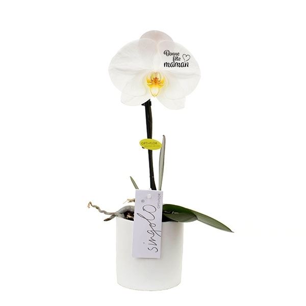 Phalaenopsis singolo wit shmrwf 1 Phalaenopsis singolo wit shmrwf